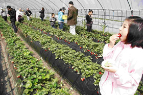 益子観光いちご団地（土耕）