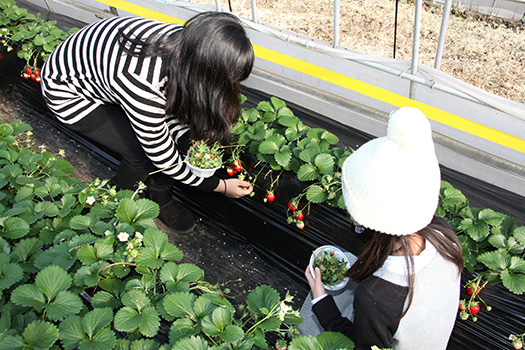 井頭観光いちご園